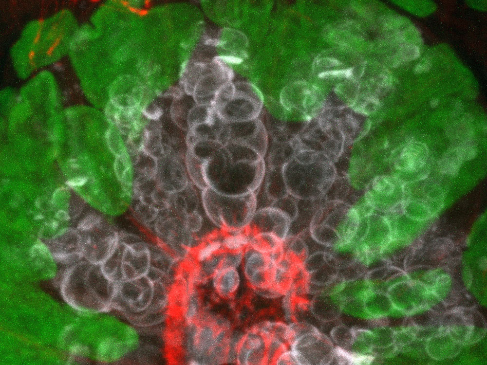 Intestine section, raw confocal FluoCells mouse intestine section. Mucus of goblet cells, gray, Alexa Fluor 350 WGA. Nuclei, green, SYTOX Green. Filamentous actin, red, Alexa Fluor 568 phalloidin. Raw confocal