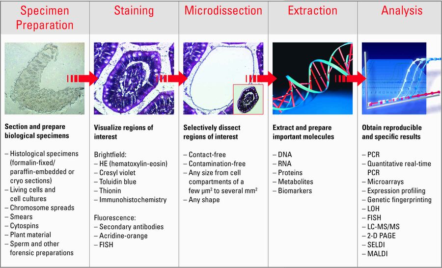 The overall process required for laser microdissection, from specimen preparation to analysis, is shown above.