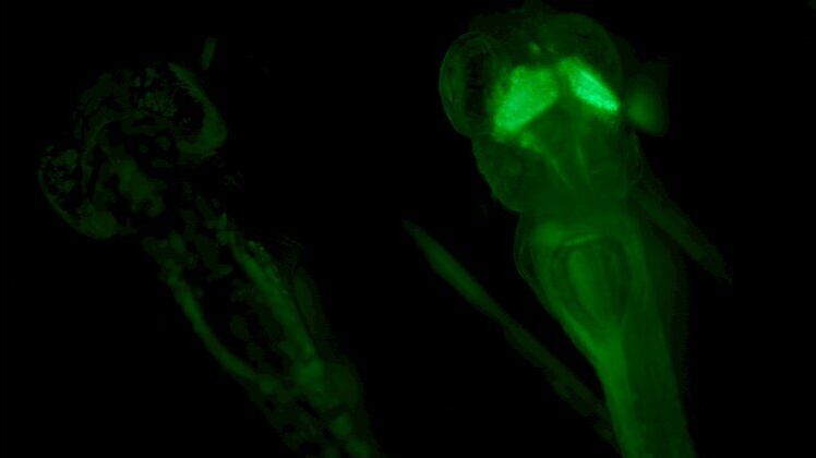 Screening de pez cebra en fluorescencia