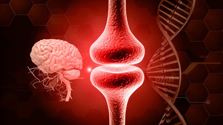The role of extracellular signalling mechanisms in the correct development of the human brain The role of extracellular signalling mechanisms in the correct development of the human brain