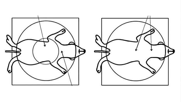 Comparison when observing a rodent model organism with a Greenough versus CMO (common main objective) stereo microscope for a task like surgery.